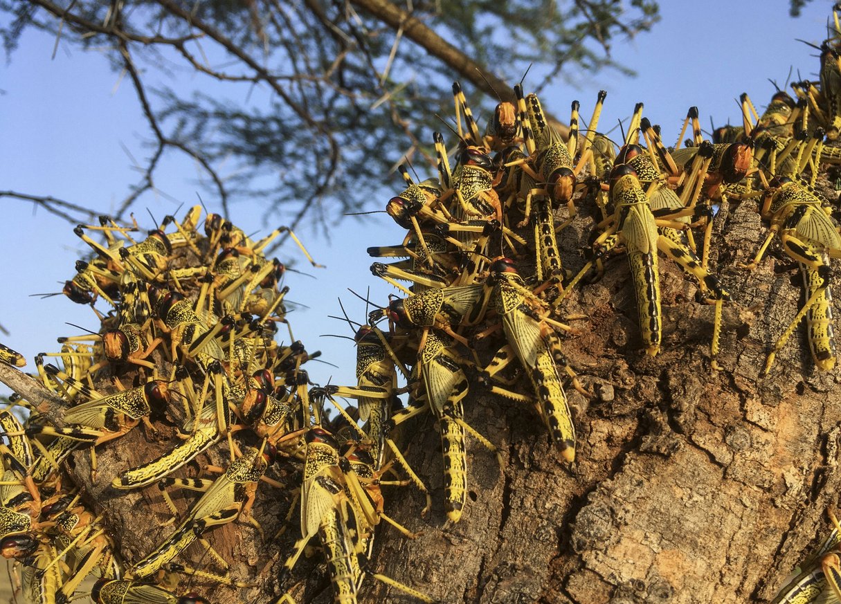 Des criquets grouillent sur un arbre au sud de la ville de Lodwar, au nord du Kenya, le 23 juin 2020. © Boris Polo/AP/SIPA