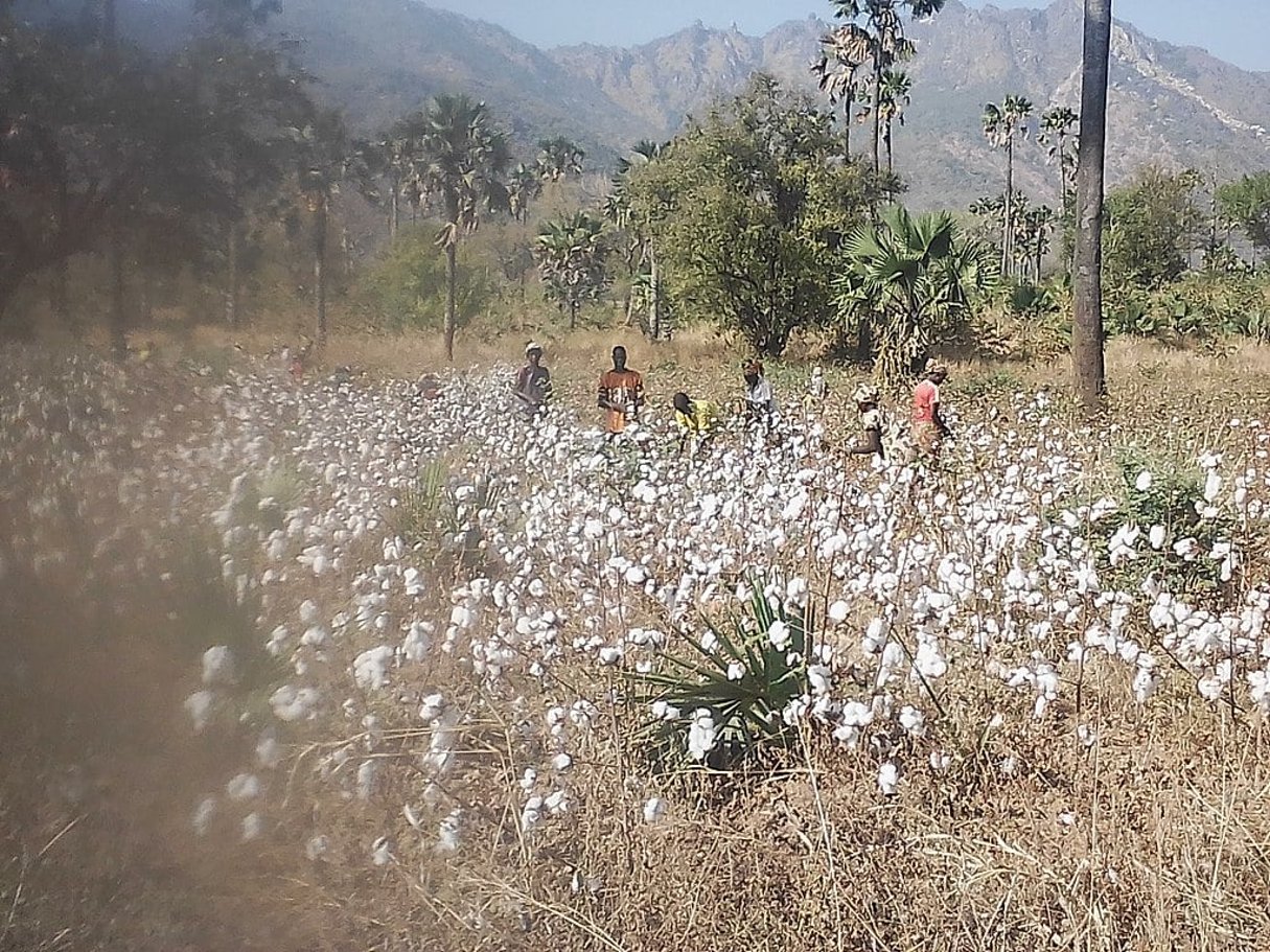 Le Togo veut transformer sa production de coton, supérieure à 100 000 tonnes par an. Ici Plantation de coton dans la vallée des rôniers à Poli dans le Nord Cameroun. © Ecole publique de Poli/Wiki Commons/Licence CC