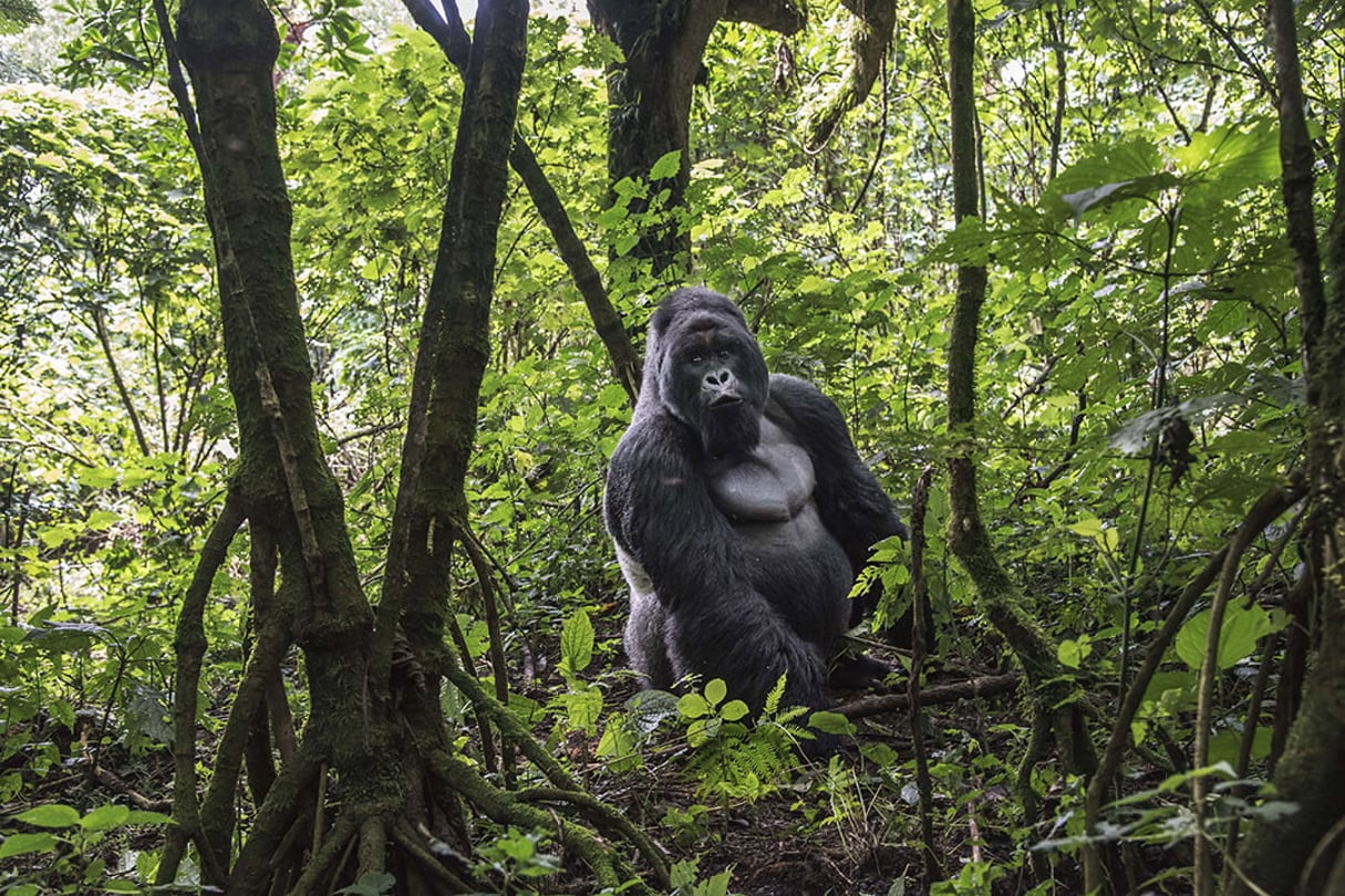 Gorille de montagne dans la jungle du parc national des Virunga, au Nord-Kivu. © Thierry Falise/LightRocket via Getty Images