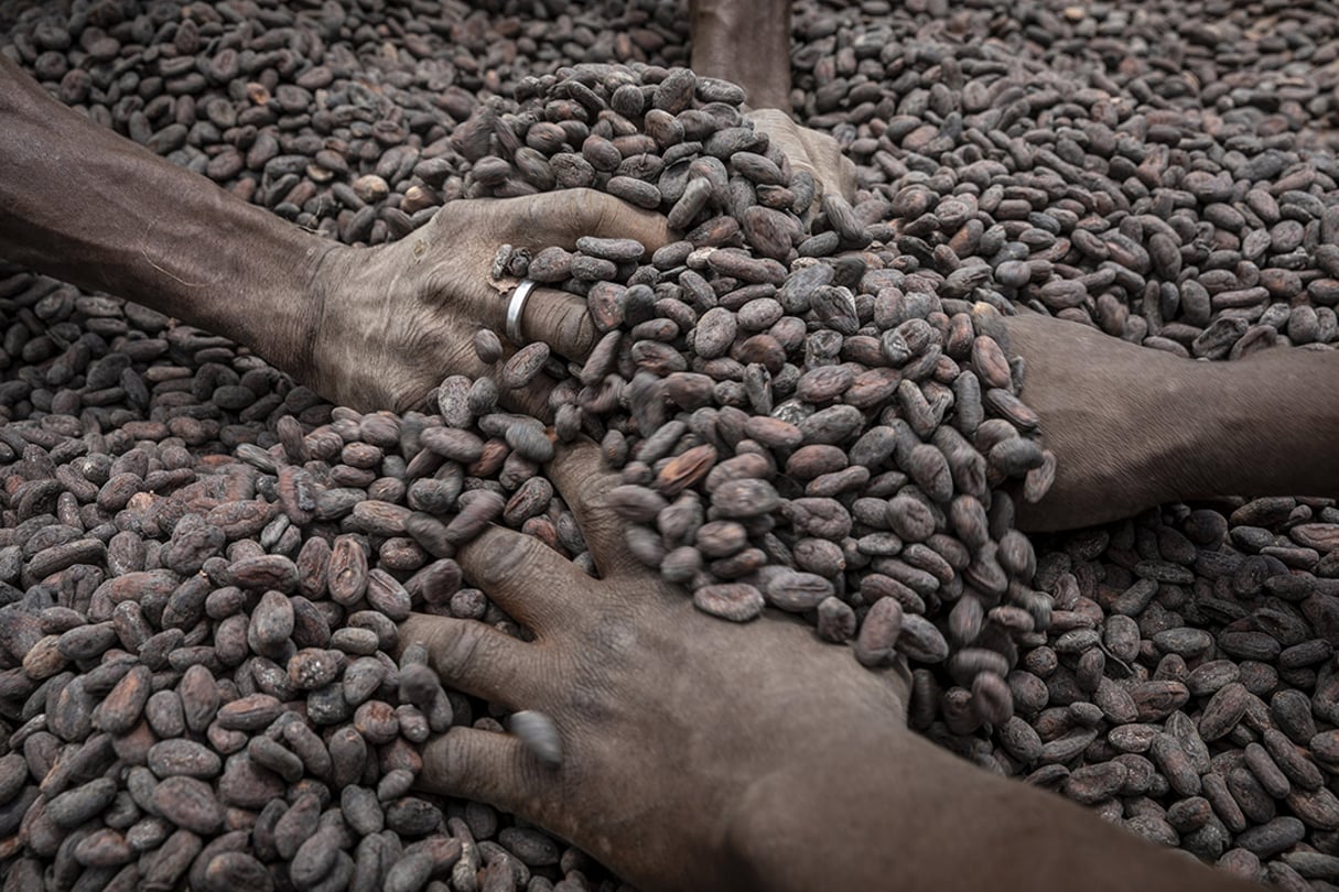 Le prix de la livre de cacao a augmenté de 45 % en un an,  passant de 1 dollar en juin 2020 à 1,45 dollars en juin 2021. © Sven Torfinn/PANOS-REA