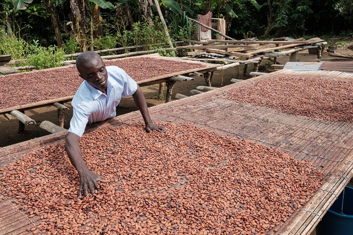 Séchage des fèves de cacao au Ghana © Nyani QUARMYNE/PANOS-REA