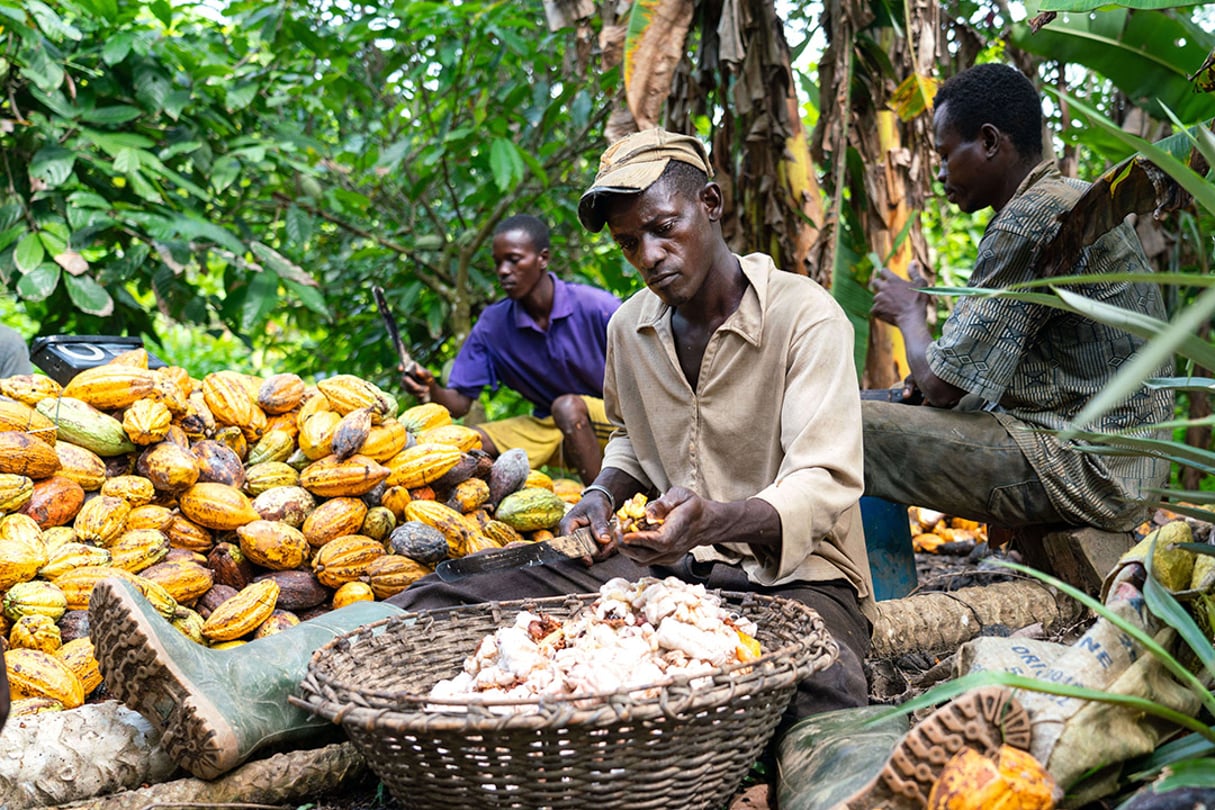 Des cultivateurs de cacao, au Ghana, en juillet 2021. © Muntaka Chasant/Shutterstock/SIPA