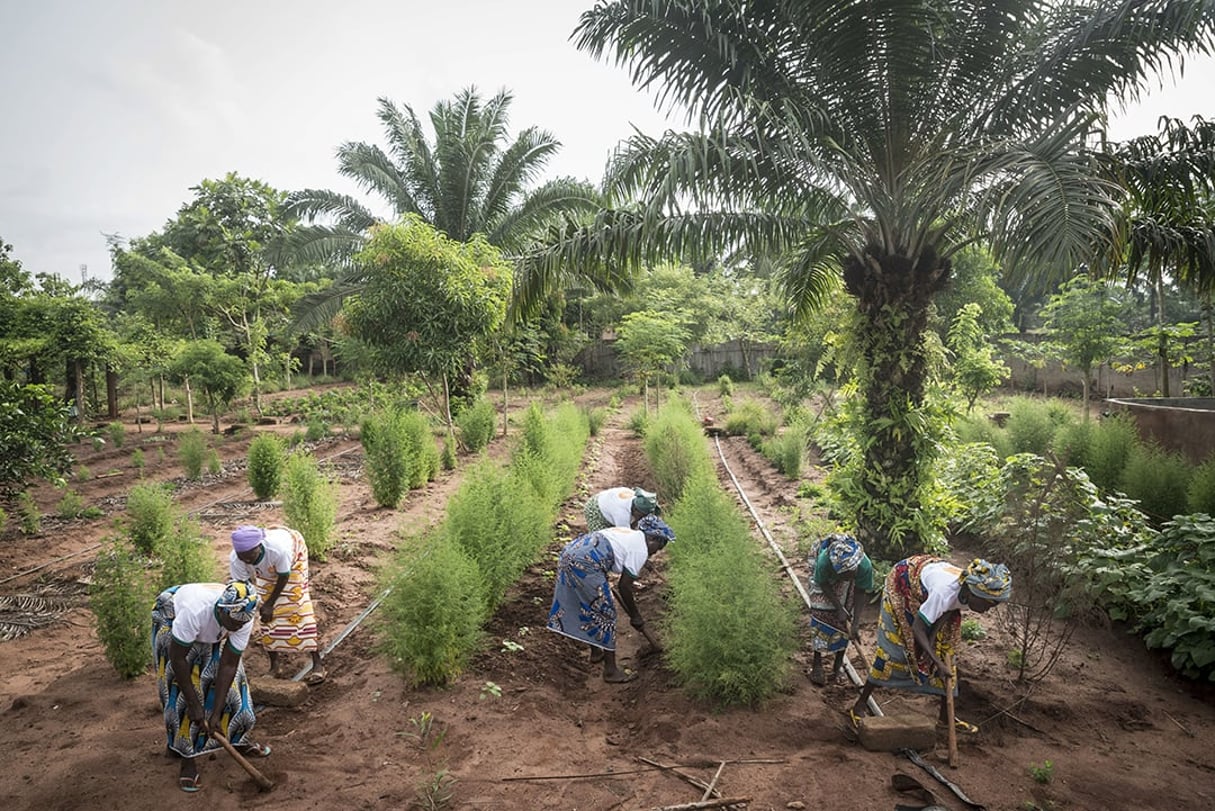 Ferme agro-écologique de la Providence, à Banigbe, au Bénin © Jean Claude MOSCHETTI/REA