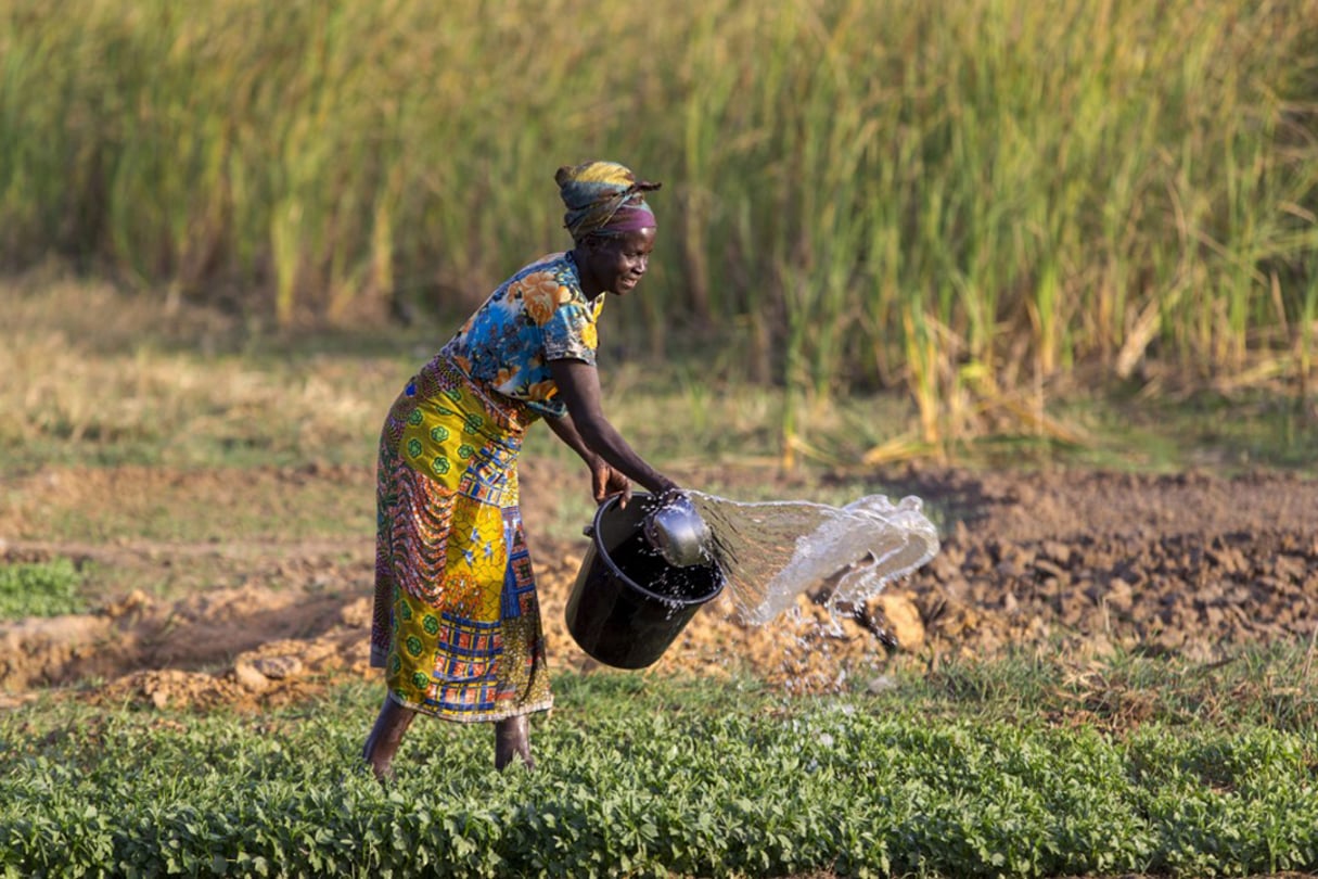 Irrigation des champs à Karsome, au Togo. © GODONG/BSIP via AFP