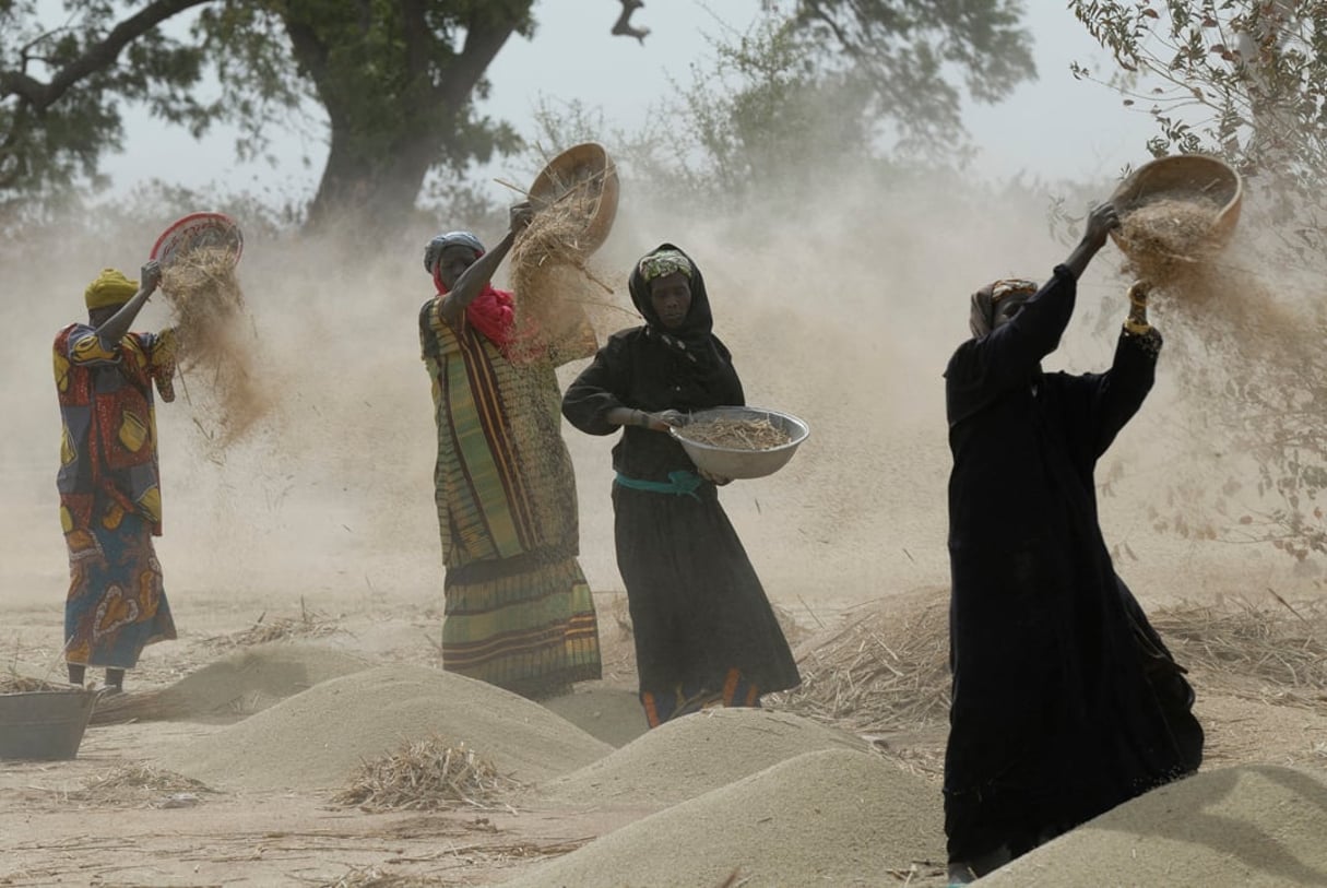 Femmes vannant le mil dans la région de Ségou, au Mali. © Angélique & Guy Bescond / Biosphoto via AFP