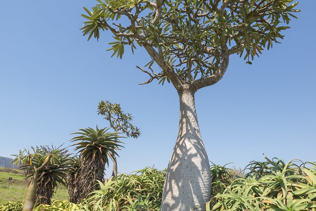 Palmier de Madagascar (Pachypodium lamerei), ici en Afrique du Sud. &copy; Jean-Paul Chatagnon/Biosphoto via AFP