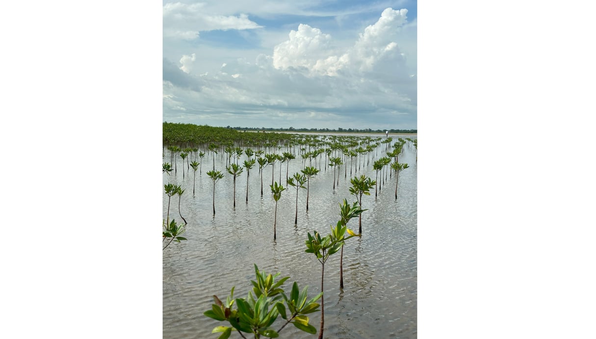  &copy; Plantation de mangrove suite à l’opération de reboisement dans l’aire marine protégée de Joal Fadiouth