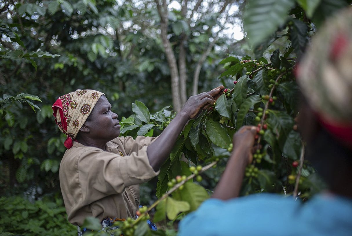 Dans une plantation de café à Gorongosa, au Mozambique, le 20 mai 2022. © Alfredo Zuniga/AFP