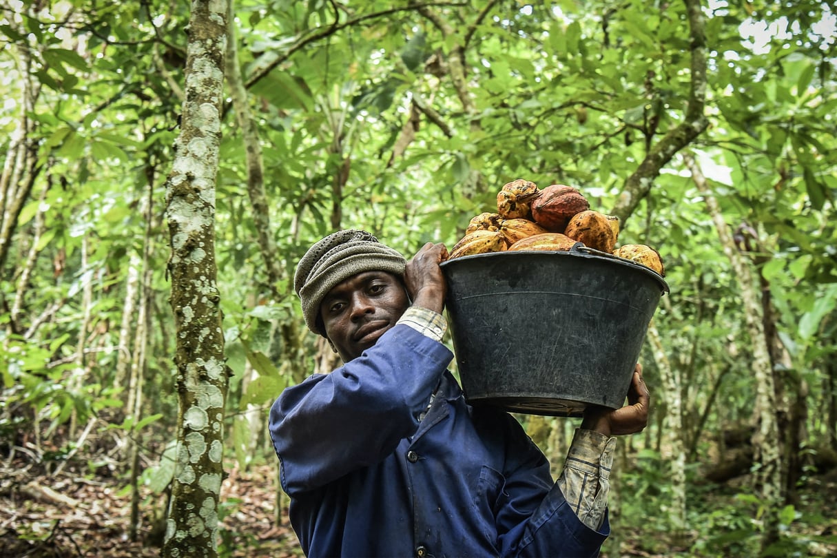 Cacaoculteur à Ekoumdouma, au Cameroun. © SAABI / Anadolu Agency via AFP
