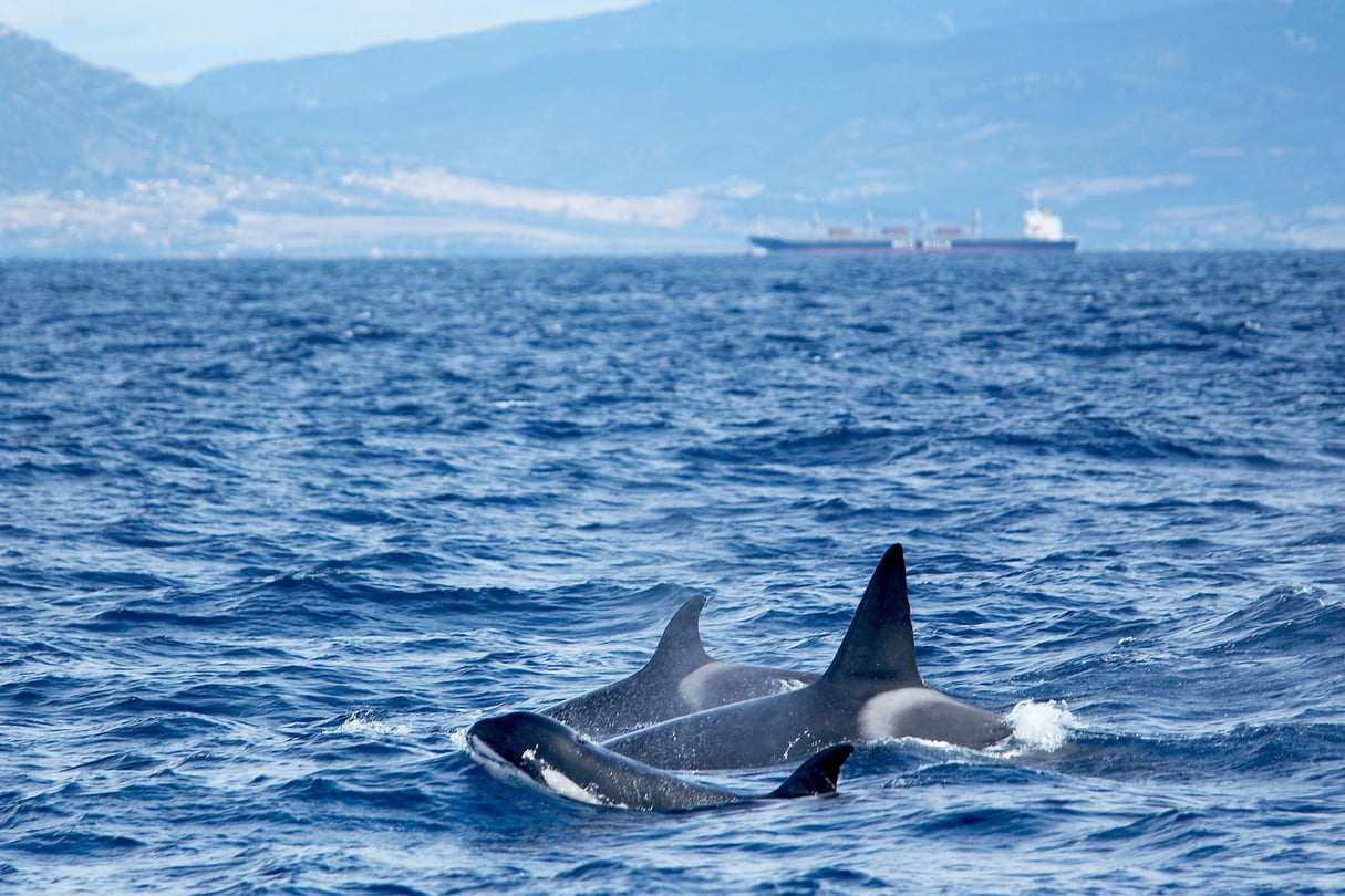 Famille d’orques (Orcinus orca) au large de Tarifa, en Espagne, dans le détroit de Gibraltar. © Marco Simoni – robertharding / Alamy / Abaca