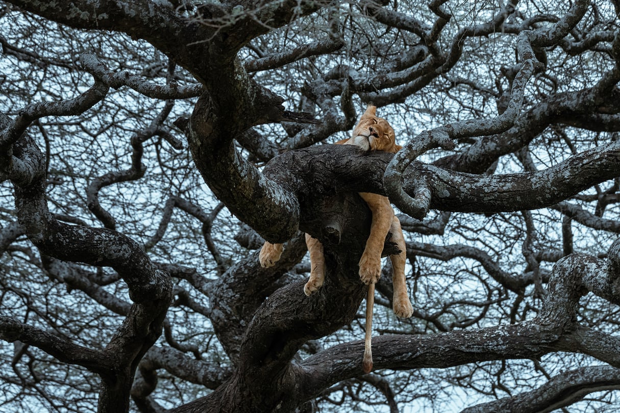 Lionne dormant dans un acacia en Tanzanie, en 2023. © Atzmon Dagan