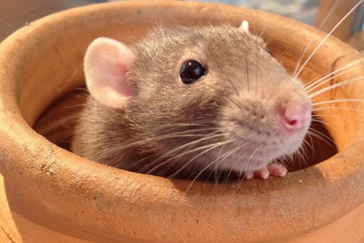 Au Gabon, on déguste des rats palmistes qui ressemblent beaucoup aux rats domestiques. © Smithsonians’ national zoo / Flickr