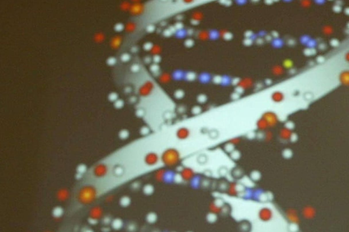 Une représentation de la structure en double hélice de l’ADN (photo d’illustration). © ALASTAIR GRANT/AP/SIPA