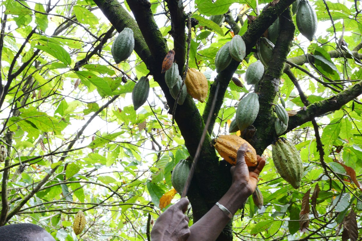 L’âge moyen des cacaoyers (ici, à Gagnoa) oscille entre 25 et 50 ans. © ISSOUF SANOGO/AFP