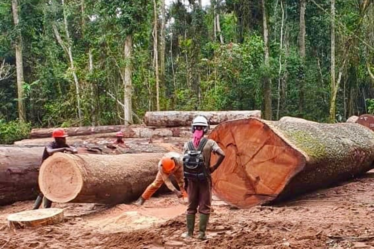 Exploitation forestière de la société Timberland, en Centrafrique. © Pacôme PABANDJI
