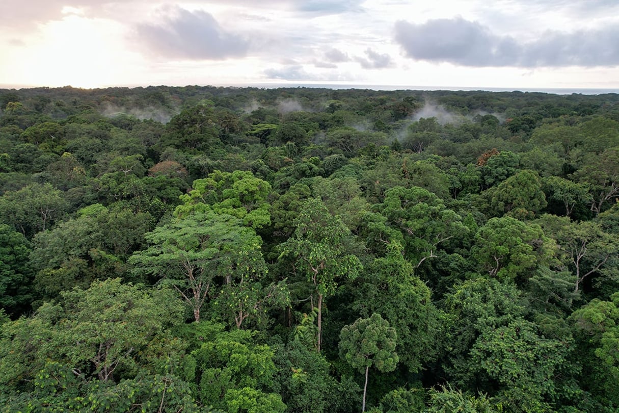 Forêt