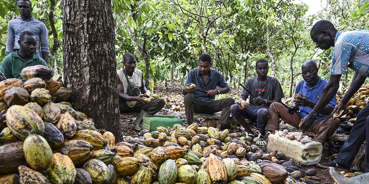 Côte d'Ivoire : la norme « cacao durable » sème la pagaille - Jeune Afrique
