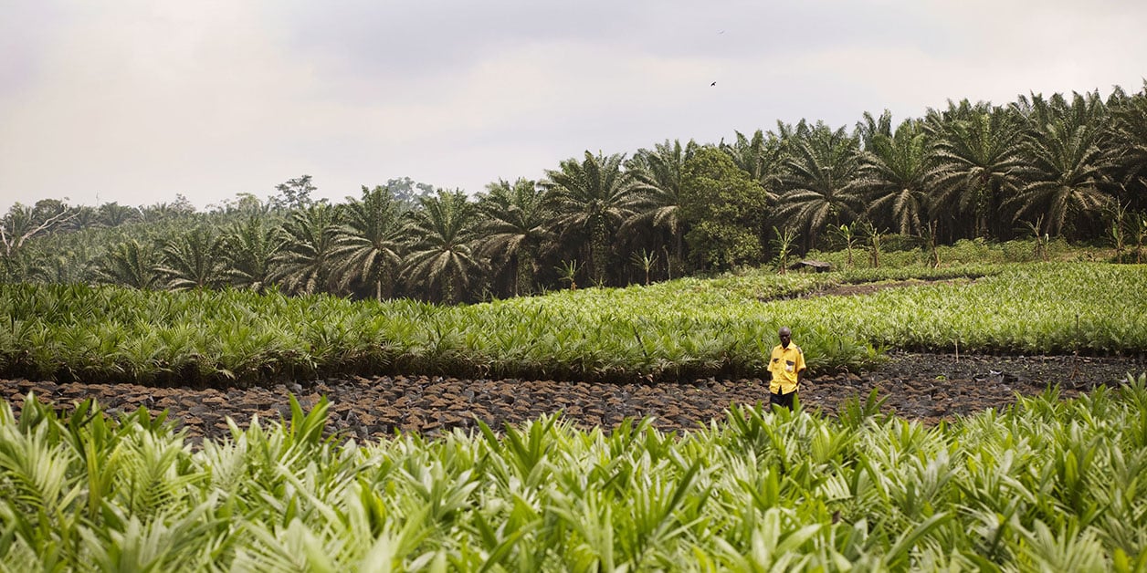 Sécurité alimentaire durable : des solutions ouest-africaines - Jeune  Afrique