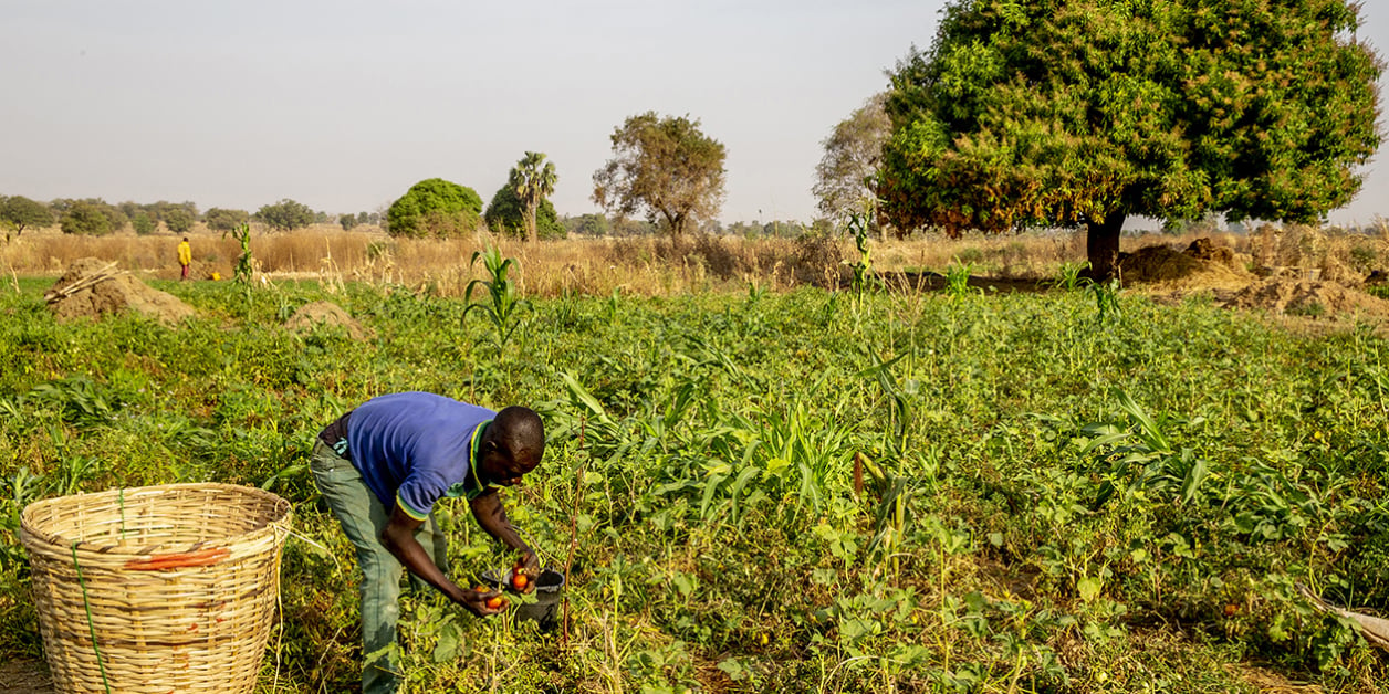 Les engrais, levier crucial pour l'agriculture africaine