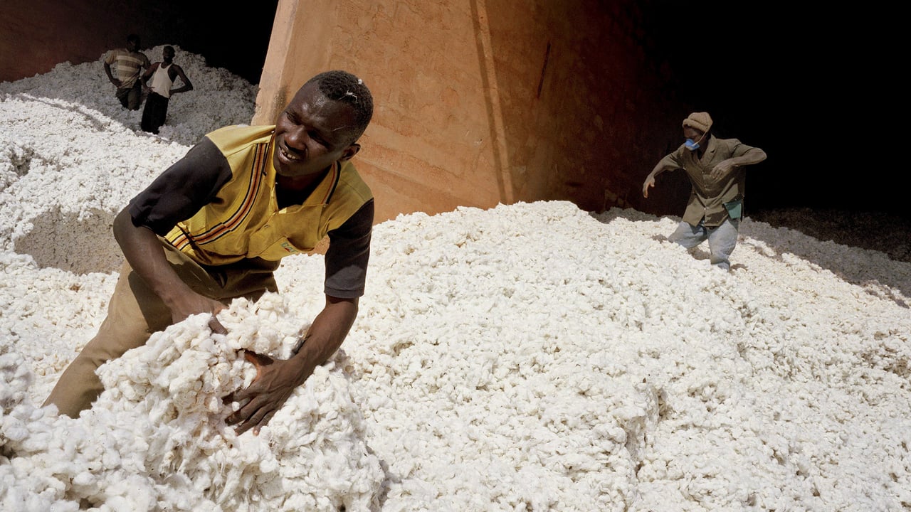 Pourquoi Olam peine encore à redresser le coton togolais