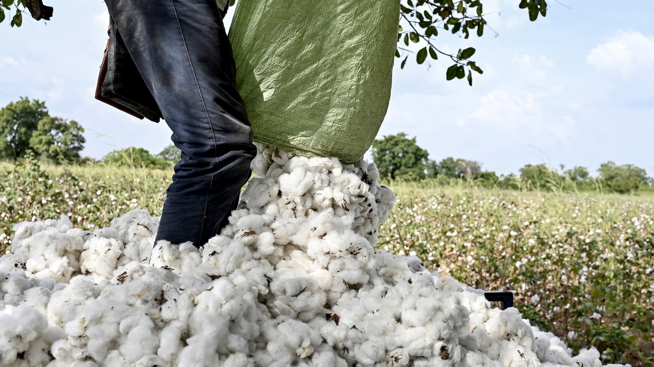 Coton africain : entre retour de l’État et pari libéral, une filière sous pression
