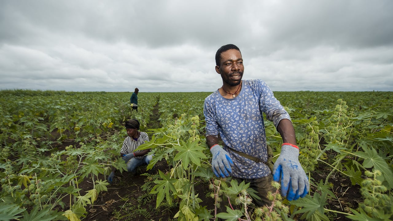Les biocarburants roulent-ils vraiment pour la transition énergétique africaine ?