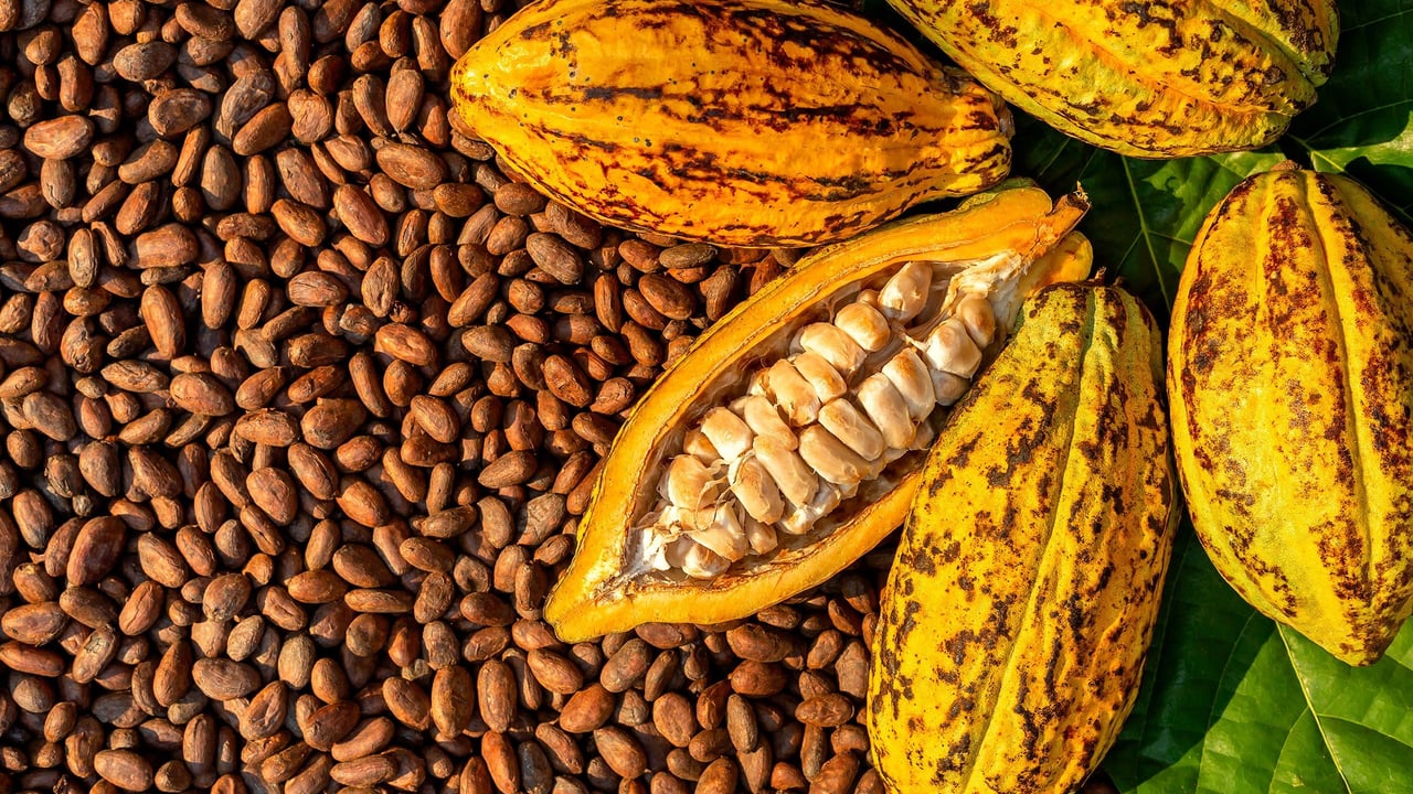 Cacao : pourquoi l’avenir de l’alliance Côte d’Ivoire-Ghana se joue aussi en Équateur
