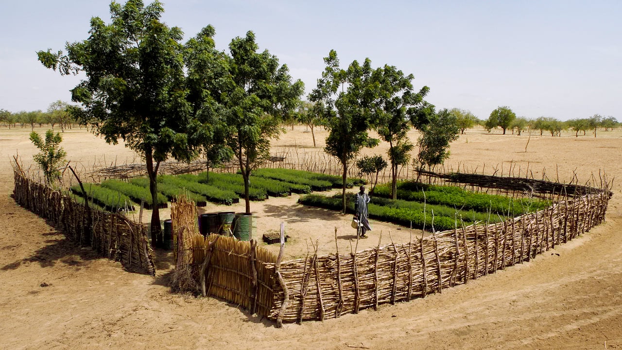 Climat et sécurité alimentaire : pourquoi la bataille des semences en Afrique est cruciale