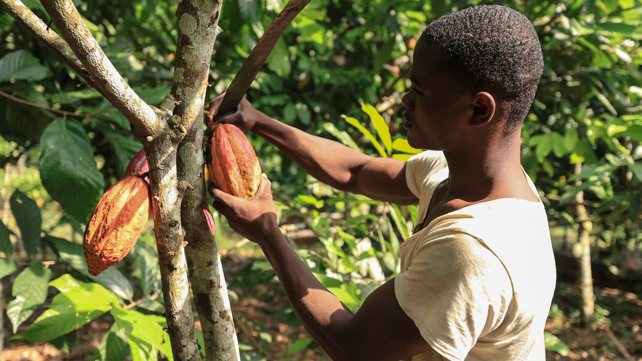 Au Cameroun, les producteurs de cacao en quête de jours meilleurs