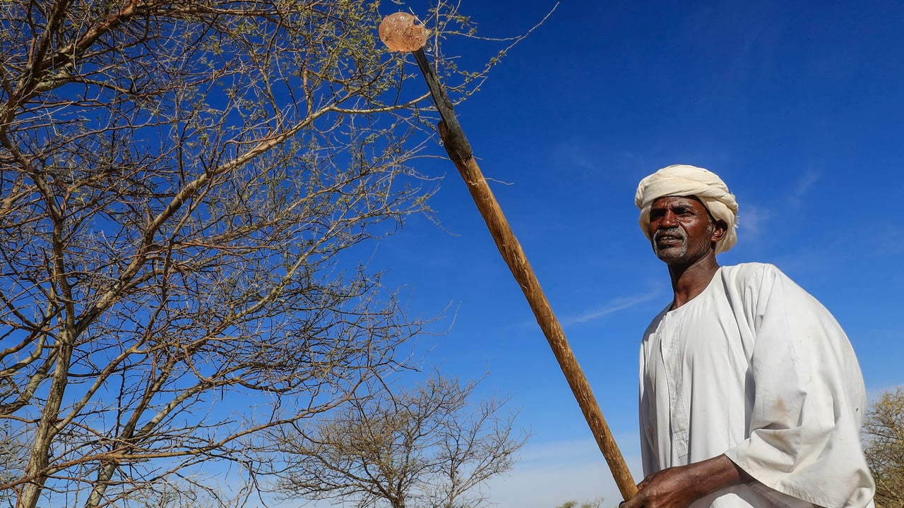 Du Darfour aux sodas : la gomme arabique prise en otage par la guerre au Soudan