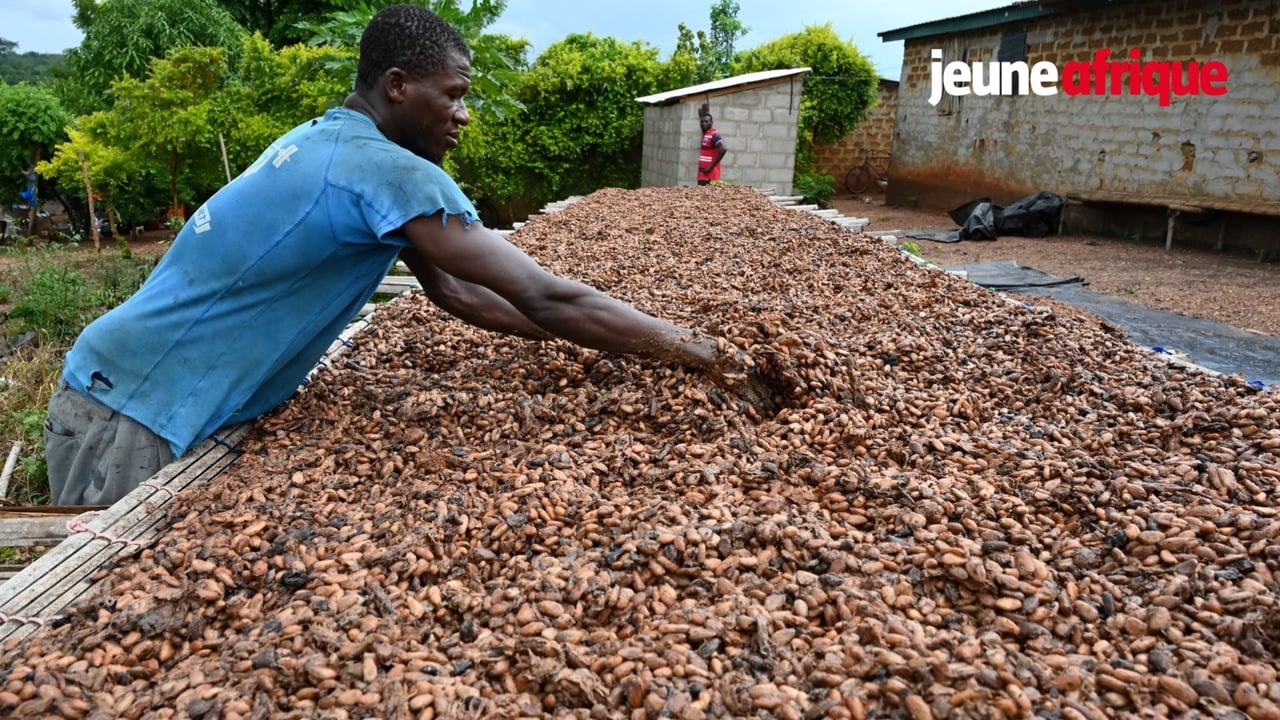 Crise du cacao en Côte d’Ivoire : comment expliquer la baisse drastique du prix d’achat ?