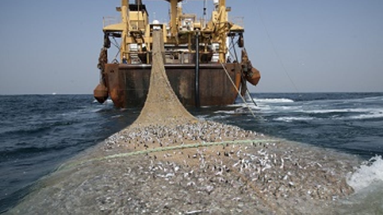Botten Rotten Pêche illégale : le chinois CNFC mis en cause en Afrique de l’Ouest