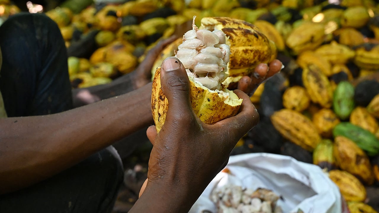 Le Nigeria veut profiter du cours élevé du cacao pour redynamiser sa production – Jeune Afrique.com
