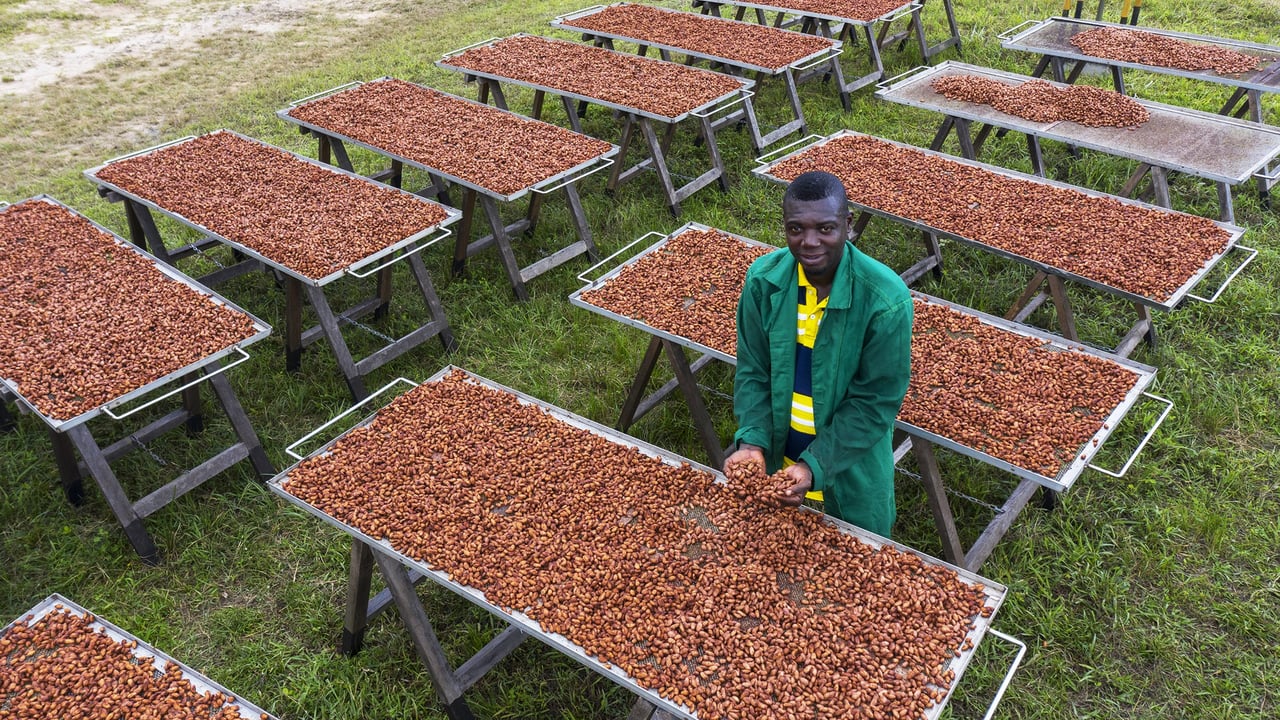 Cacao, textile, vanille : les filières africaines les plus exposées à la guerre commerciale lancée par Donald Trump