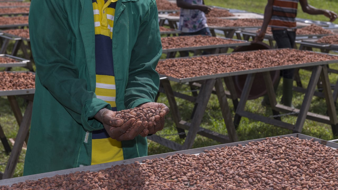 Cacao : 5 questions pour comprendre les défis du modèle ivoirien