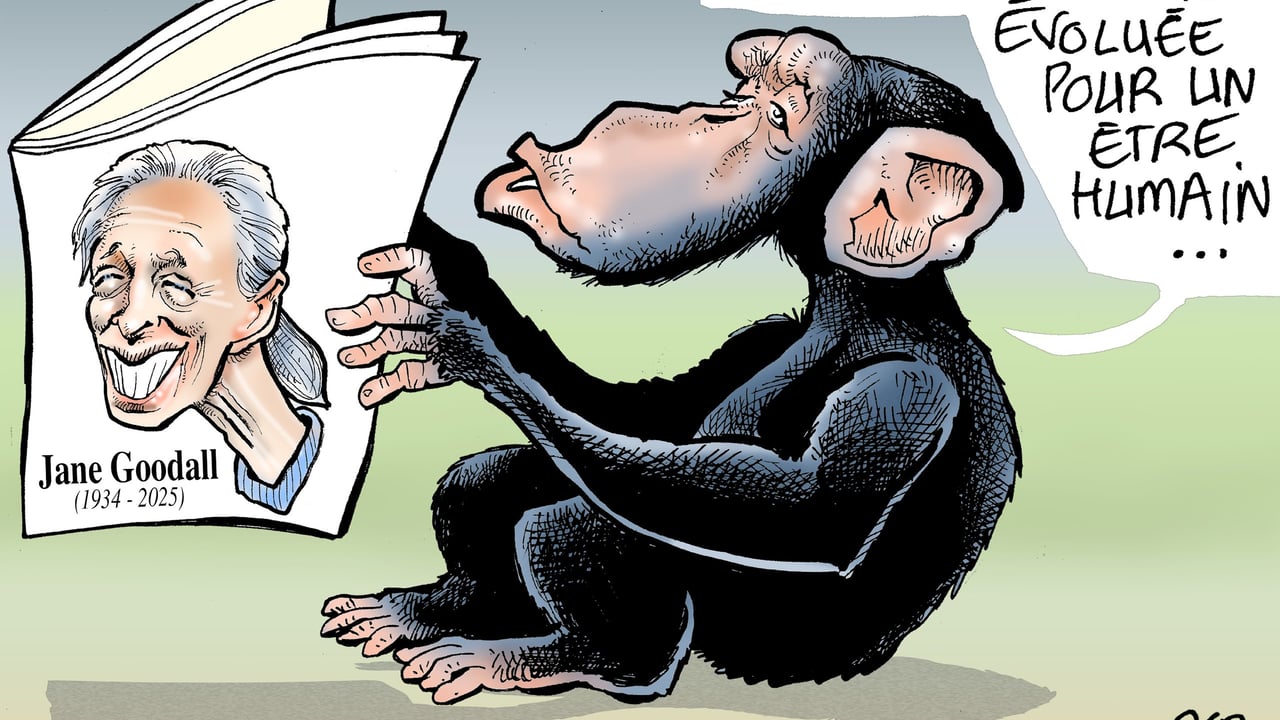Décès de Jane Goodall, la primatologue qui a remis l’homme à sa place