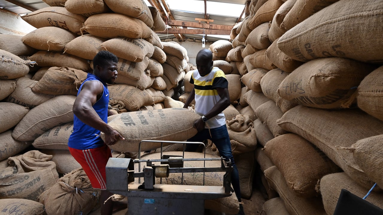 Cacao : « La Côte d’Ivoire et le Ghana doivent étendre leur alliance »