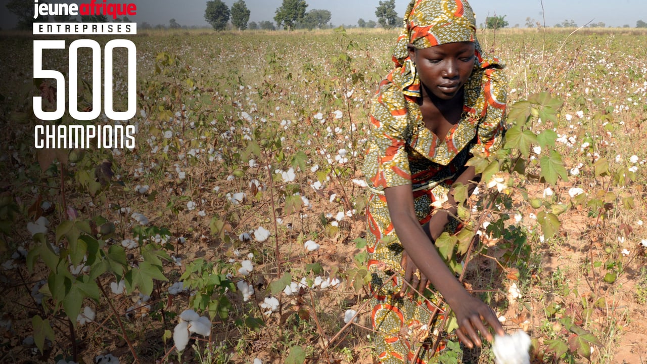 CMDT, Sodecoton, Sodeco… Pourquoi les rois du coton sont au pied du mur