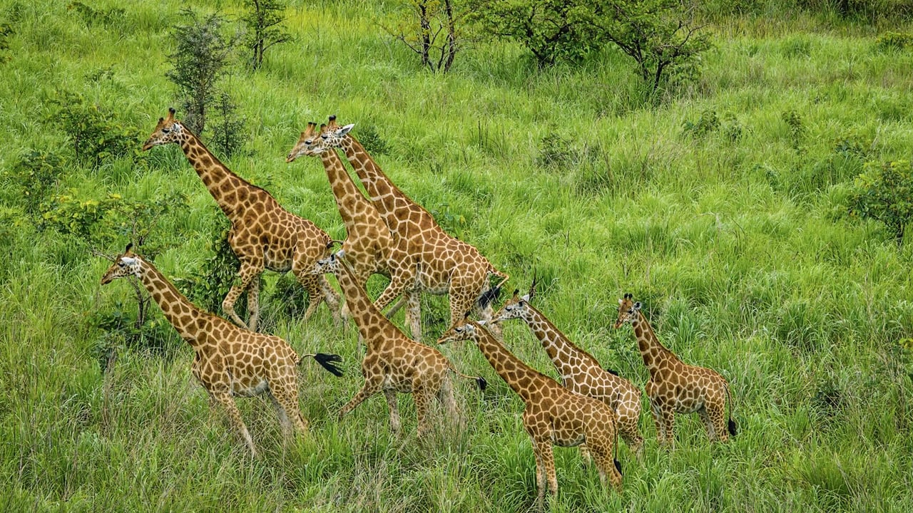 Unesco : pourquoi l’Afrique ne parvient pas à sortir ses trésors naturels de la liste des sites en péril