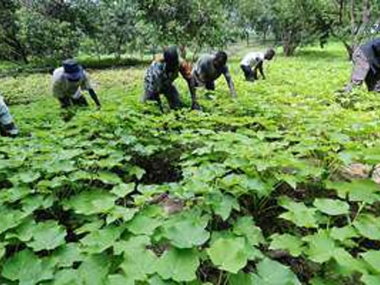 Le jatropha, nouvel arbre  palabres