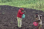 Des paysans travaillant dans un champ de pommes de terre, près de Bujumbura, le 14 décembre 2015. © Melanie Gouby/AP/SIPA