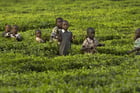 Des enfants s’amusent dans une champ de thé à la fin de la journée, à Arwos, dans l’ouest du Kenya, en janvier 2016. © Ben Curtis/AP/SIPA