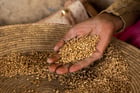 Des grains de blé à Asmara, en Érythrée (illustration). © Eric Lafforgue/Hans Lucas via AFP