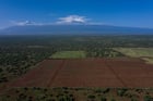 Une vue aérienne de la jeune ferme d’avocatiers de KiliAvo Fresh Ltd, avec le Kilimandjaro en arrière-plan, à Kimana, au Kenya, le 2 mars 2021. © AFP.
