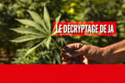 La légalisation de la culture du cannabis pourrait permettre au royaume chérifien d’engranger des milliards d’euros. © MONTAGE JA : FADEL SENNA/AFP