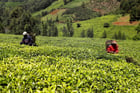 Dans une plantation de thé vert à Githunguri, dans le comté de Kiambu, au Kenya, en juin 2023. © MONICAH MWANGI/REUTERS