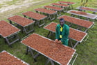 Séchage de fèves de cacao à la plantation de l’Amitié, à Angbavia, en Côte d’Ivoire. © Nabil Zorkot