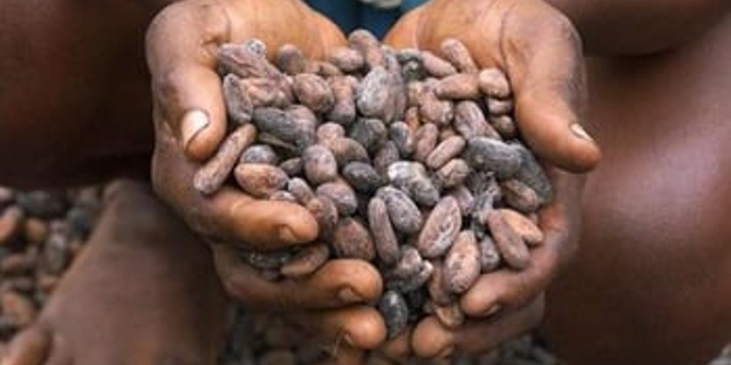 Main basse sur le cacao