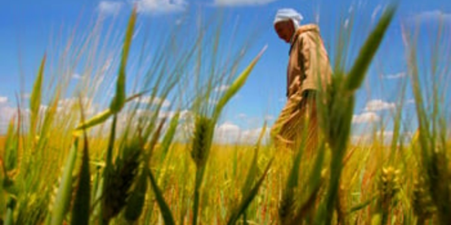 Sécurité alimentaire : le paradoxe africain