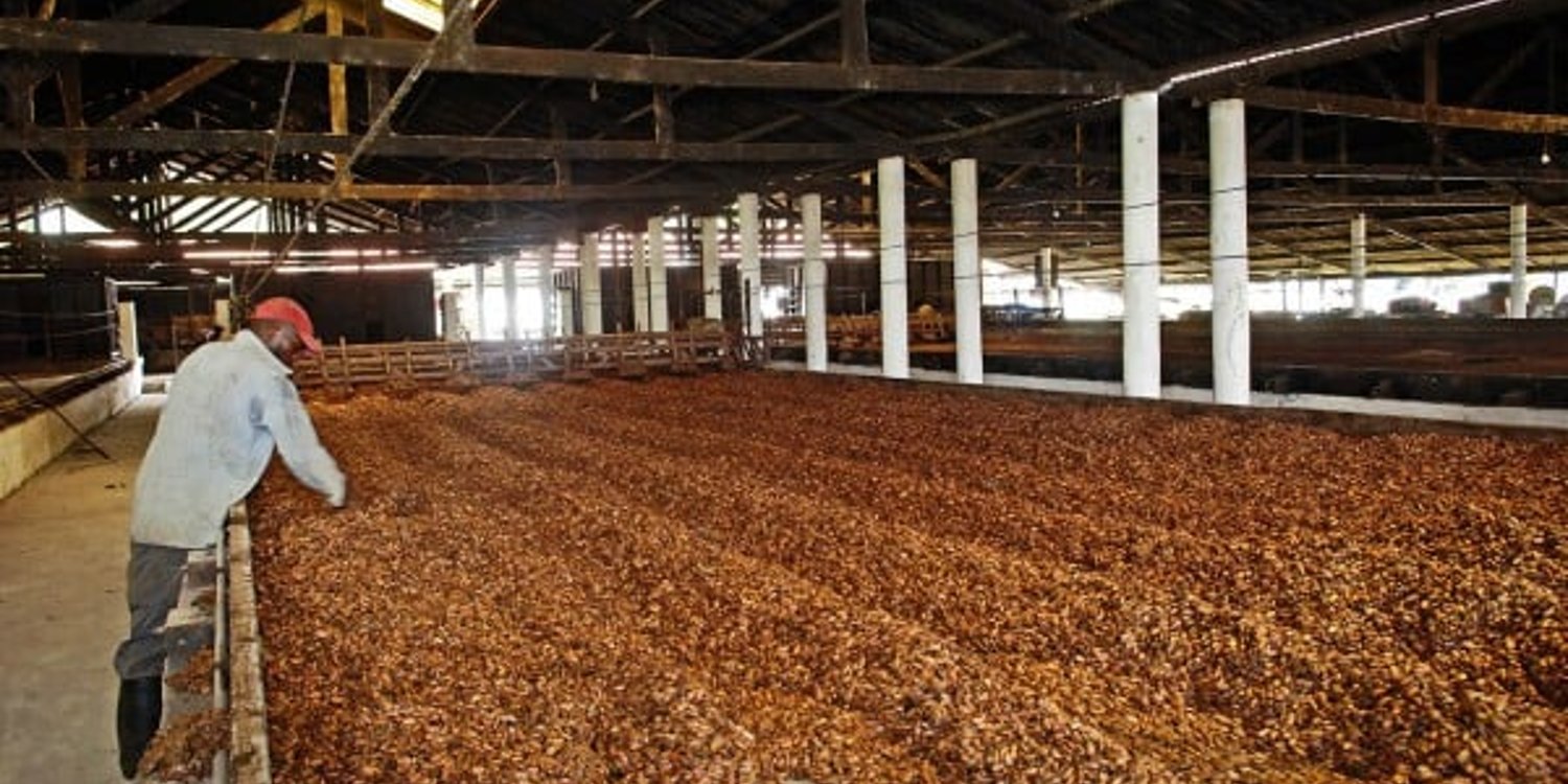 Séchage des fèves de cacao à la Finca Sampaka, près de Malabo. © Vincent Fournier/Jeune Afrique